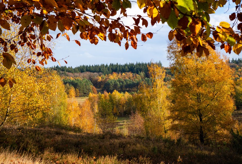 Warme herfst gordijnen met bladerenpatroon.